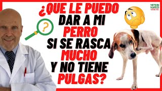 🔴POR QUÉ y QUÉ LE PUEDO DAR MI PERRO SI TIENE LA PIEL ROJA Y SE RASCA MUCHO 🔴 y NO tiene PULGAS [upl. by Novikoff]