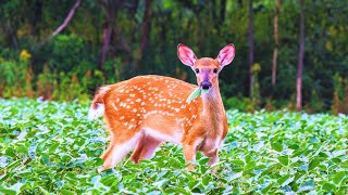 White Tailed Deer  Physical Characteristics  Habitat  Diet  Behavior  101 Facts usa animals [upl. by Alrak]