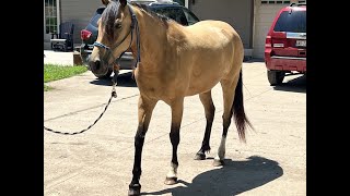 Buckskin Horse For Sale [upl. by Airamesor357]