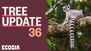 Revealing our Madagascar Adventure  Tree Update 36 [upl. by Manard]