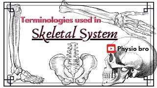 Terminologies used in skeletal system [upl. by Clance]