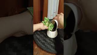 Njoy pothos water propagation [upl. by Merriam]