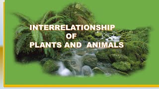 Interrelationship between plants and animals [upl. by Sidoeht]