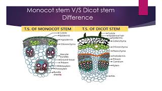 difference between monocot and dicot stem [upl. by Anitsud]