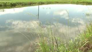 Pond Management Objectives [upl. by Lynden]