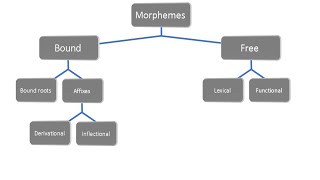 شرح تفصيلي لل مورفولوجي morphology باللغة العربية [upl. by Aniuqaoj479]