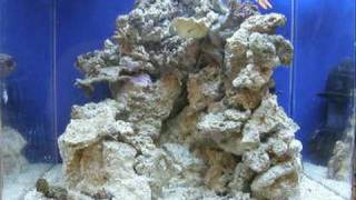 Kraylens 6 Gallon Pico Reef Tank [upl. by Sidman]