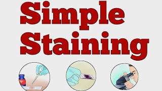 SIMPLE STAINING MICROBIOLOGY norcet microbiology nursing viralvideo shorts [upl. by Ruy161]