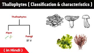 What is the thallophytes   general characters  algae and fungi  thallophyta in Hindi [upl. by Elburr101]