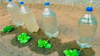 Como hacer riego por goteo para verduras muy facil y economico con botellas de plastico [upl. by Prager]