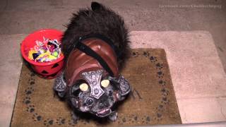 Gamorrean Pug Guard  Trick or Treat [upl. by Matronna779]