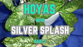 💙💛Hoyas with silver spots splash on the leaves part 1 Wibergie Crassipetiolata Svetlana [upl. by Anwahsed]