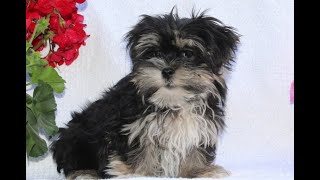 Morkie Puppies for Sale [upl. by Juetta]