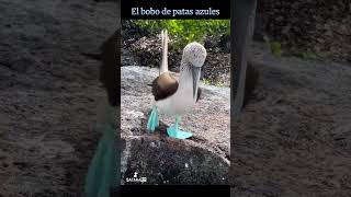 El bobo de patas azules animales [upl. by Aremat108]