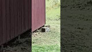 New York rabbits in an apple orchard [upl. by Anwat]