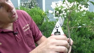 How to Prune Evergreen Shrubs Selectively [upl. by Ecal]