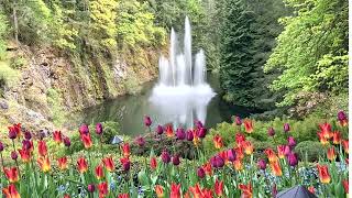 Butchart Gardens April 2024 [upl. by Aikas]