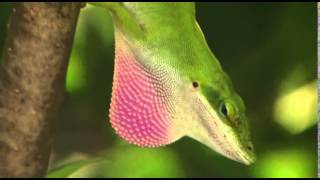 Anole lizards dewlap [upl. by Getraer]