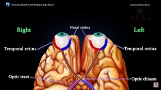 VISUAL PATHWAY ANIMATED  Animated anatomy lectures USMLE Step 1 [upl. by Demmy]