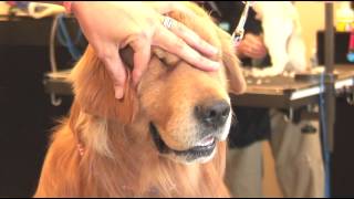 How to Trim the Hair Around a ShaggyHaired Dogs Ears  Dog Grooming [upl. by Atsuj857]