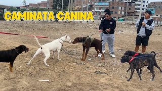 Dóberman frente a DOGO ARGENTINO y Bóxer  CAMINATA CANINA 🐕🦮 [upl. by Kempe466]