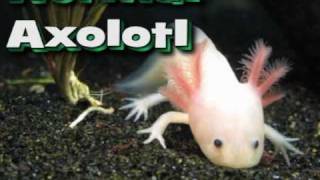 Axolotl Metamorphosis [upl. by Asnerek]