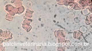 Trypanosoma evansi em sangue de cão Objetiva 100x [upl. by Ragucci]