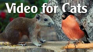 Bird Watching Video For Cats ALL DAY Bird and Squirrel Entertainment For Cats [upl. by Lledo]