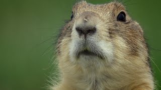 A Prairie Dogs Life  Trailer 2023 [upl. by Petty870]