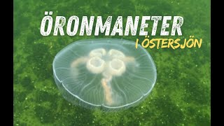 Öronmaneter i Östersjön [upl. by Rance]