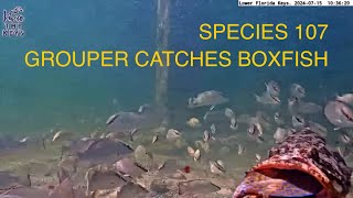 Species 107 COWFISH or BOXFISH caught by GROUPER on vivathekeys underwater livestream [upl. by Nyberg]