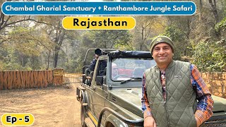 EP5 Sawai Madhopur Ranthambore Rajasthan  Chambal Gharial Sanctuary  Tikkar roti Rajasthan [upl. by Nedearb]