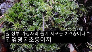 긴잎덩굴초롱이끼 Plagiomnium japonicum Lindb T J Kop [upl. by Cory679]