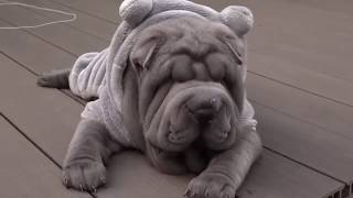 Funny Shar Pei Funny moments [upl. by Zalucki]