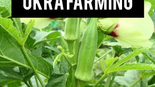 Vegetable 🥒 farming as a business okra farming [upl. by Quartas]