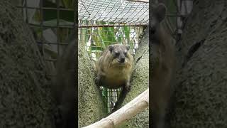 Rock hyrax  Chester Zoo shorts [upl. by Ayanat885]