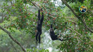 WILDLIFE Paradise Found in the Rain Forest [upl. by Emmy]