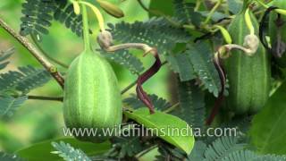 Aristolochia indica or Indian Birthwort  a snake bee and scorpion bite cure [upl. by Geiger]