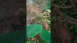 Colocasia Plant Care Everything You Need To Know colocasia shorts youtube short [upl. by Pompea]