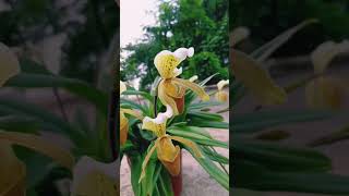 Paphiopedilum insigne natural orchid shortvideo [upl. by Thelma35]