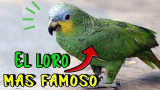 El quotLORO Más POPULARquot 😎 Loro Guaro ó Alinaranja HABLANDO 🗣️ [upl. by Walt]