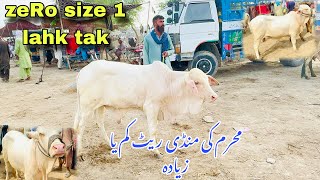 Shiekh wahan mandi updateShiekh wahan cow mandiMahrum May mandi ki routineKam range wlay janwar [upl. by Nataniel]