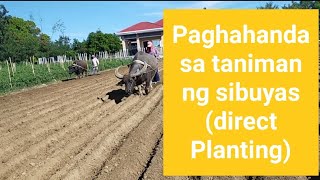 Gabay sa paghahanda ng lupang taniman ng sibuyasDirect Planting [upl. by Gnohp183]