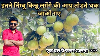 इतने मोस्मी नींबू लगेगें की आप तोड़ते थक जाओगे homegarden winterplants terracegardening lemon [upl. by Thetisa]