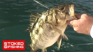 Wide open calico bass bite in Santa Barbara Island [upl. by Akemehc]