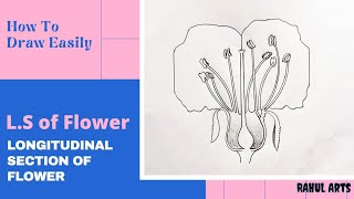 How to draw Longitudinal section of flower in easy steps  biology  science  cbse  ncert class 12 [upl. by Gaye]