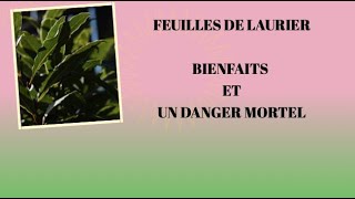 Bienfaits des feuilles de laurier et un danger mortel [upl. by Gilroy]