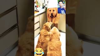 Dogs pant 😂shorts youtubeshortsviralvideo funny [upl. by Jamel]