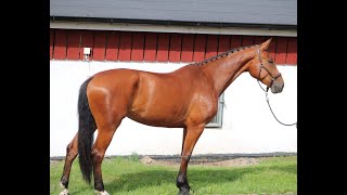 CYBELL VAN SCHRAEVENACKER Z CICERO Z x NIMMERDOR  2017 mare [upl. by Yram485]