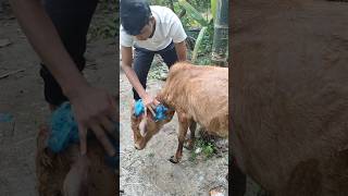 Mera Bull Naha raha haishortsfeed minivlog shortsfeeddailyvideoblog [upl. by Libove]